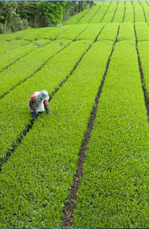Recyclable Toothpaste Tube